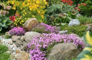 rock-gardening-flowers
