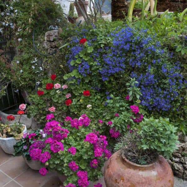 Кога се сее райграс - Amazing Gardens