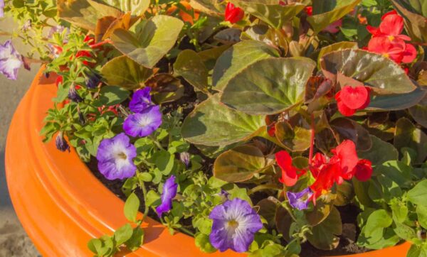 garden colored flowers in a flowerpot park and sunny day garden colored flowers in a flowerpot park and sunny day