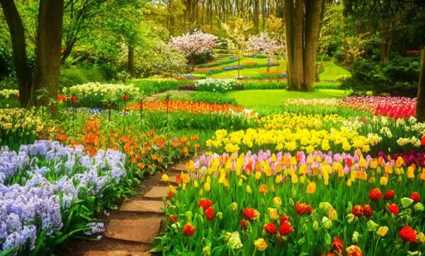 beautiful colorful garden