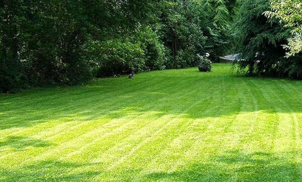 grass